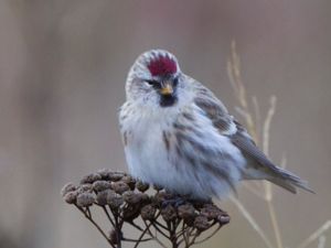 Acanthis flammea - Common Redpoll - Gråsiska