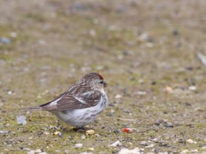 Acanthis flammea hornemanni - Arctic Redpoll - Snösiska