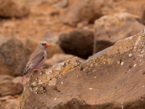 Bucanetes githagineus - Trumpeter Finch - Ökentrumpetare