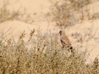 Bucanetes githagineus zedlitzi Café, Awsard Road, Western Sahara, Morocco 20180219_0077