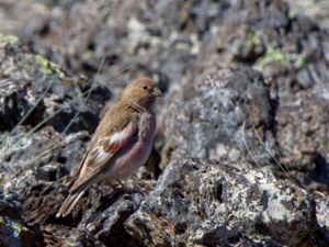 Bucanetes mongolicus - Mongolian Finch - Mongolfink