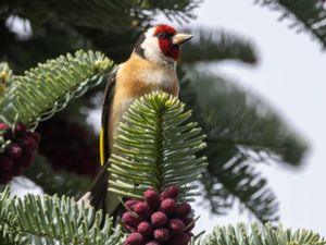 Carduelis carduelis - European Goldfinch - Steglits