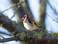 Carduelis carduelis Helikopterplattan, Scaniaparken, Malmö, Skåne, Sweden 20200314_0018