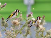 Carduelis carduelis Helikopterplattan, Scaniaparken, Malmö, Skåne, Sweden 20220709_0036