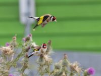 Carduelis carduelis Helikopterplattan, Scaniaparken, Malmö, Skåne, Sweden 20220709_0037