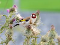 Carduelis carduelis Helikopterplattan, Scaniaparken, Malmö, Skåne, Sweden 20220709_0041