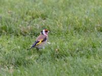 Carduelis carduelis Kallbadhuset, Ribersborg, Malmö, Skåne, Sweden 20211014_0142