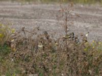 Carduelis carduelis Norra hamnen, Malmö, Skåne, Sweden 20230930_0022