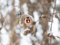 Carduelis carduelis Ribersborgsdammen, Ribersborg, Malmö, Skåne, Sweden 20250103_0030