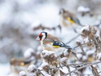 Carduelis carduelis Ribersborgsdammen, Ribersborg, Malmö, Skåne, Sweden 20250103_0042