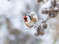 Carduelis carduelis Ribersborgsdammen, Ribersborg, Malmö, Skåne, Sweden 20250103_0053