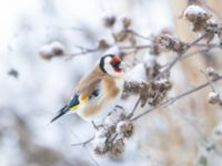 Carduelis carduelis Ribersborgsdammen, Ribersborg, Malmö, Skåne, Sweden 20250103_0056