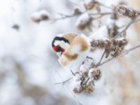 Carduelis carduelis Ribersborgsdammen, Ribersborg, Malmö, Skåne, Sweden 20250103_0057