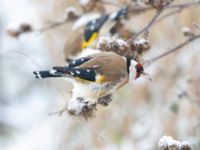 Carduelis carduelis Ribersborgsdammen, Ribersborg, Malmö, Skåne, Sweden 20250103_0060