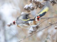 Carduelis carduelis Ribersborgsdammen, Ribersborg, Malmö, Skåne, Sweden 20250103_0061