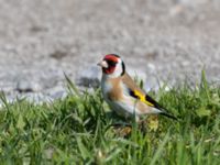 Carduelis carduelis Tångupplaget, Ribersborg, Malmö, Skåne, Sweden 20210517_0005