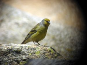 Carduelis corsicana - Corsican Finch - Korsikansk siska