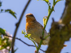 Carpodacus erythrinus - Common Rosefinch - Rosenfink