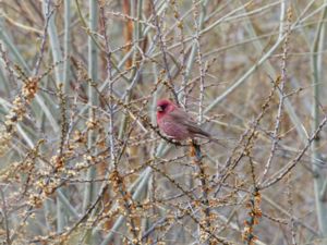 Carpodacus rubicilla - Great Rosefinch - Större rosenfink