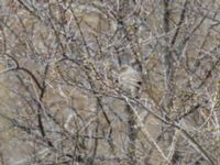 Carpodacus rubicilla rubicilla female Kuro S, Stepantsminda, Mtskheta-Mtianeti, Georgia 20180424B_2340