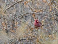 Carpodacus rubicilla rubicilla male Kuro S, Stepantsminda, Mtskheta-Mtianeti, Georgia 20180424B_2266