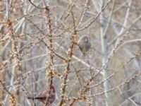 Carpodacus rubicilla rubicilla male Kuro S, Stepantsminda, Mtskheta-Mtianeti, Georgia 20180424B_2307