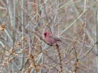 Carpodacus rubicilla rubicilla male Kuro S, Stepantsminda, Mtskheta-Mtianeti, Georgia 20180424B_2341