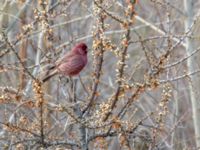 Carpodacus rubicilla rubicilla male et female Kuro S, Stepantsminda, Mtskheta-Mtianeti, Georgia 20180424B_2294