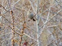 Carpodacus rubicilla rubicilla male et female Kuro S, Stepantsminda, Mtskheta-Mtianeti, Georgia 20180424B_2309