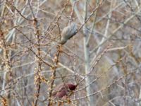 Carpodacus rubicilla rubicilla male et female Kuro S, Stepantsminda, Mtskheta-Mtianeti, Georgia 20180424B_2311