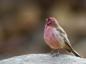 Carpodacus synoicus - Sinai Rosefinch - Sinairosenfink