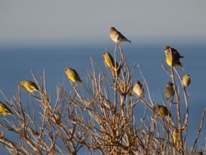 Chloris chloris - European Greenfinch - Grönfink