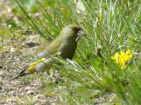 Chloris chloris Almåsa, Malmö, Skåne, Sweden 20050506 001