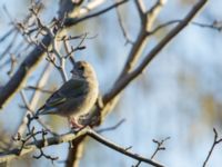 Chloris chloris female Skjutbanan, Lernacken, Malmö, Skåne, Sweden 20170310_0011