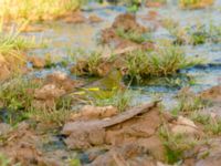 Chloris chloris voousi Oued Ksob River River Mouth, Essaouria, Morocco 20180225_0428