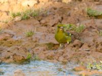 Chloris chloris voousi Oued Ksob River River Mouth, Essaouria, Morocco 20180225_0429