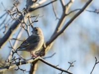 Cloris chloris female Skjutbanan, Lernacken, Malmö, Skåne, Sweden 20170310_0011