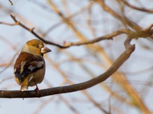 Coccothraustes coccothraustes - Hawfinch - Stenknäck