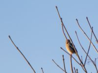 Coccothraustes coccothraustes Husie ankdamm, Malmö, Skåne, Sweden 20170106_0047