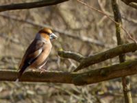 Coccothraustes coccothraustes Hylliekroken, Ribersborg, Malmö, Skåne, Sweden 20160316_0001