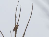 Coccothraustes coccothraustes Massandra park, Yalta, Crimea, Russia 20150916_0008