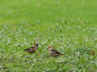 Coccothraustes coccothraustes St Pauli S kyrkogård, Malmö, Skåne, Sweden 20170412_0027