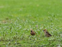 Coccothraustes coccothraustes St Pauli S kyrkogård, Malmö, Skåne, Sweden 20170412_0030