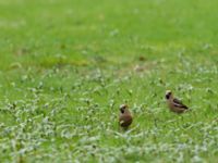 Coccothraustes coccothraustes St Pauli S kyrkogård, Malmö, Skåne, Sweden 20170412_0042