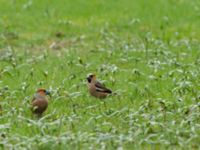 Coccothraustes coccothraustes St Pauli S kyrkogård, Malmö, Skåne, Sweden 20170412_0043