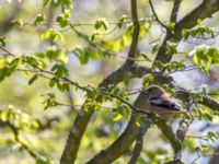 Coccothraustes coccothraustes Stenshuvud, Simrishamn, Skåne, Sweden 20150503_0005