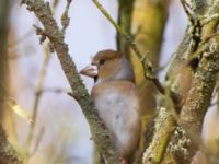 Coccothraustes coccothraustes ad female Almåsa, Malmö, Skåne, Sweden 20150201_0028