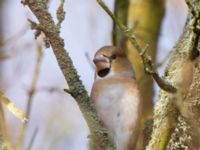 Coccothraustes coccothraustes ad female Almåsa, Malmö, Skåne, Sweden 20150201_0031