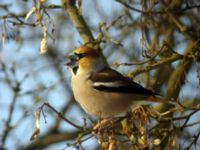 Coccothraustes coocothraustes Almåsa, Malmö, Skåne, Sweden 20060313 163