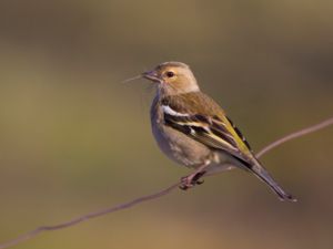 Fringilla coelebs - Common Chaffinch - Bofink